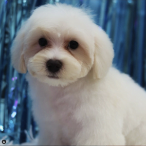 Maltipoo